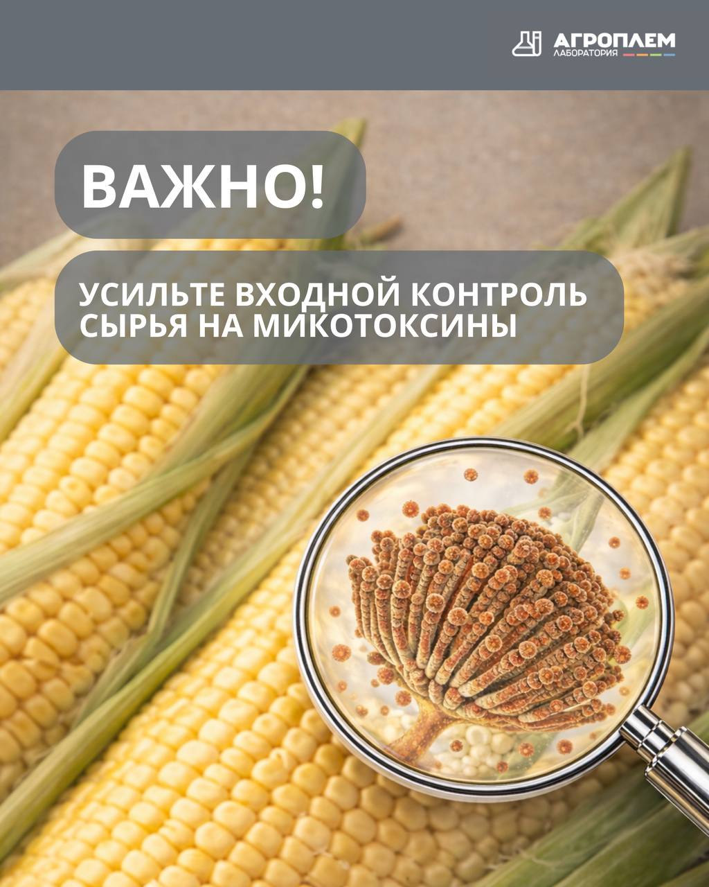 Усильте входной контроль сырья на микотоксины