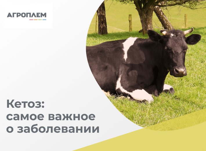 Кетоз: основные факты
