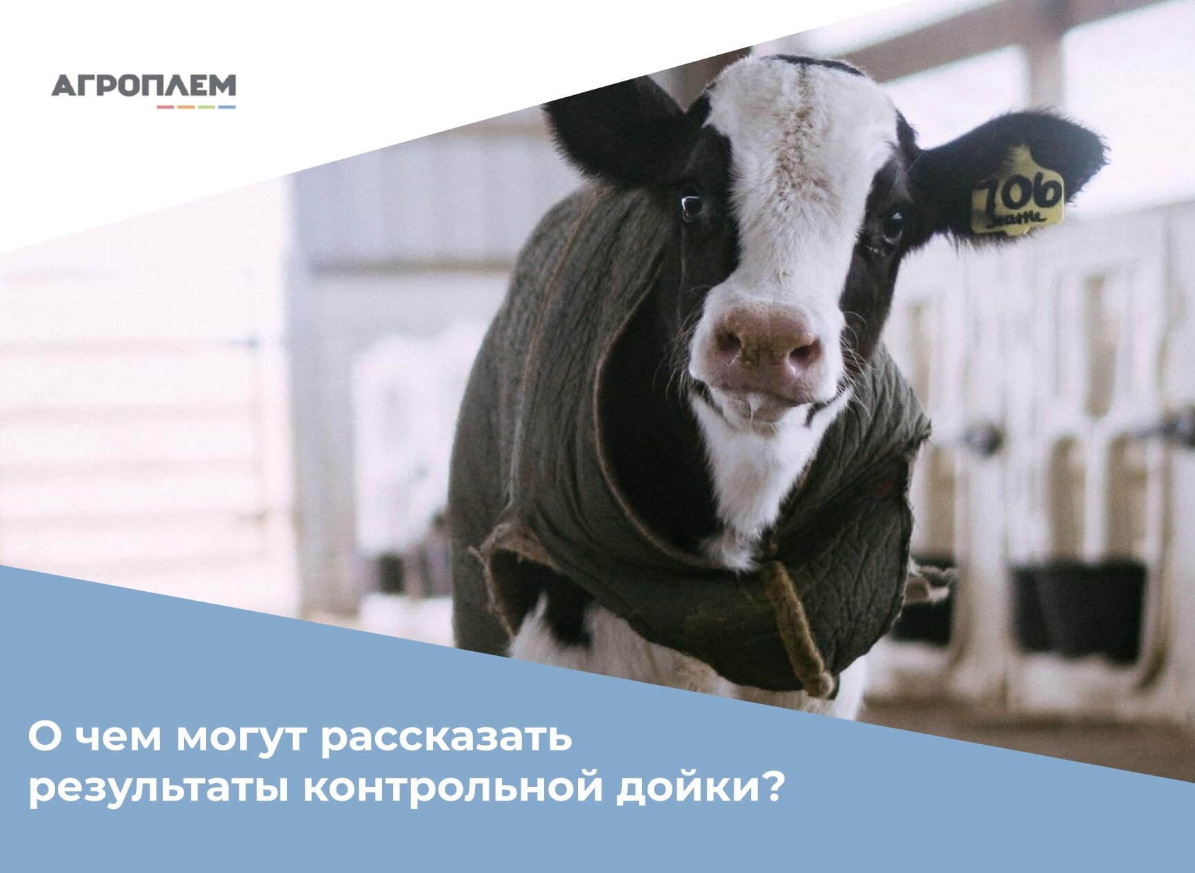 О чем могут рассказать результаты контрольной дойки?
