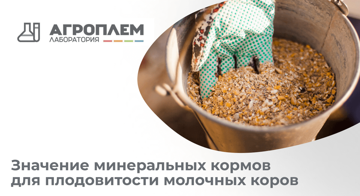 Значение минеральных кормов для плодовитости молочных коров