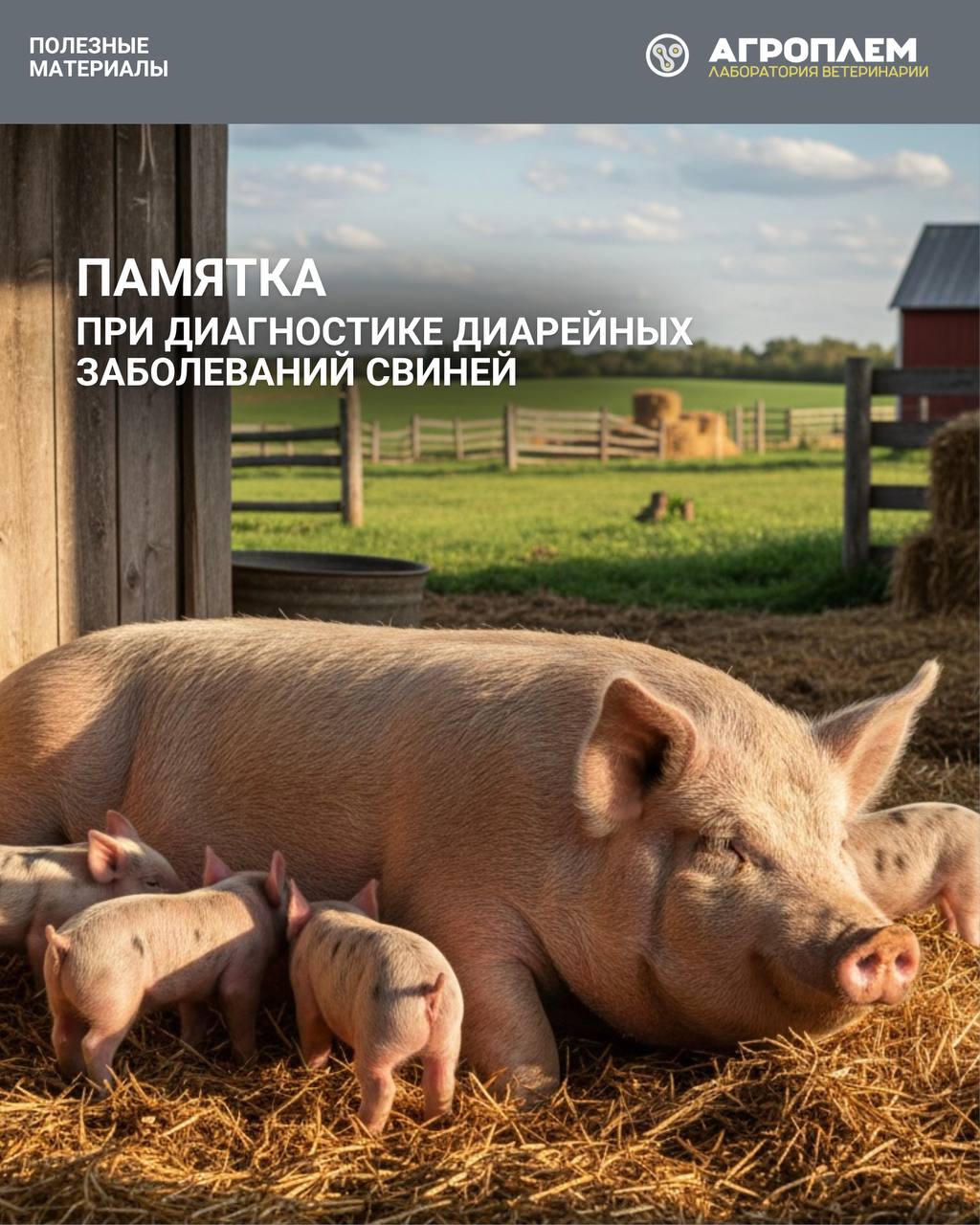 Памятка при диагностике диарейных заболеваний свиней