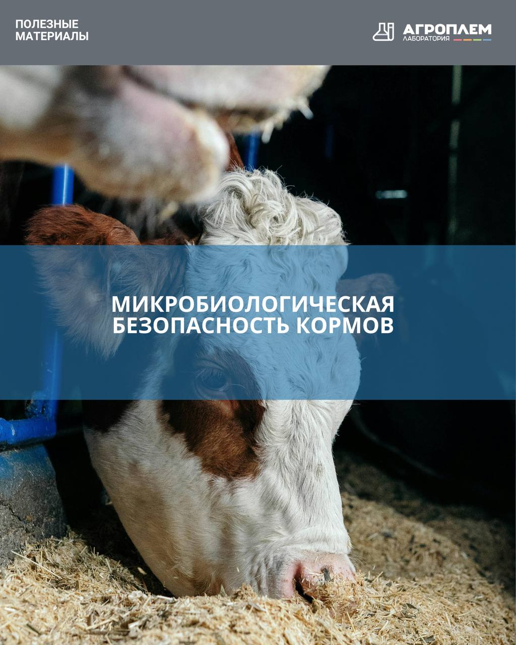 Микробиологическая безопасность кормов: на что смотреть зоотехнику, чтобы сохранить здоровье поголовья?