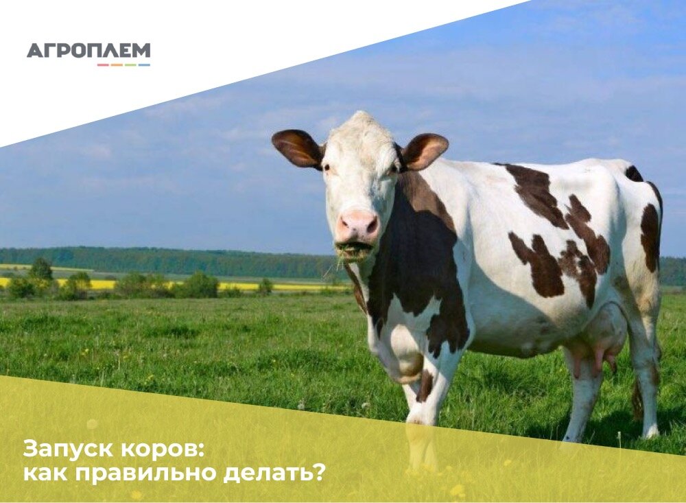 Запуск коров: как правильно делать?
