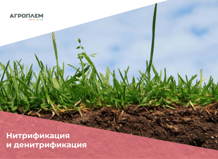 Нитрификация и денитрификация