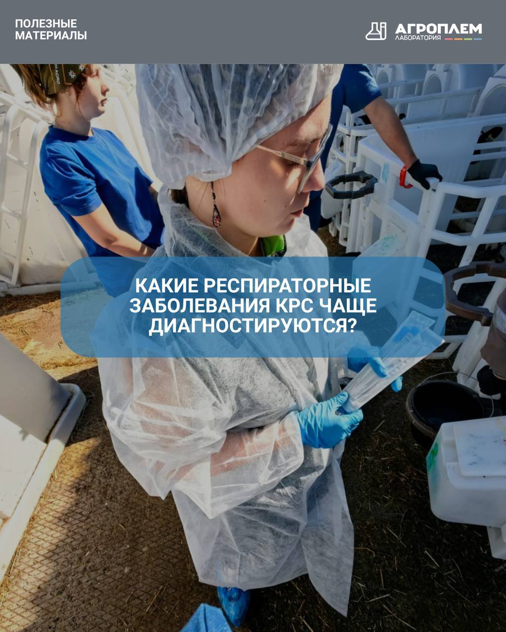 Какие респираторные заболевания КРС чаще диагностируются?