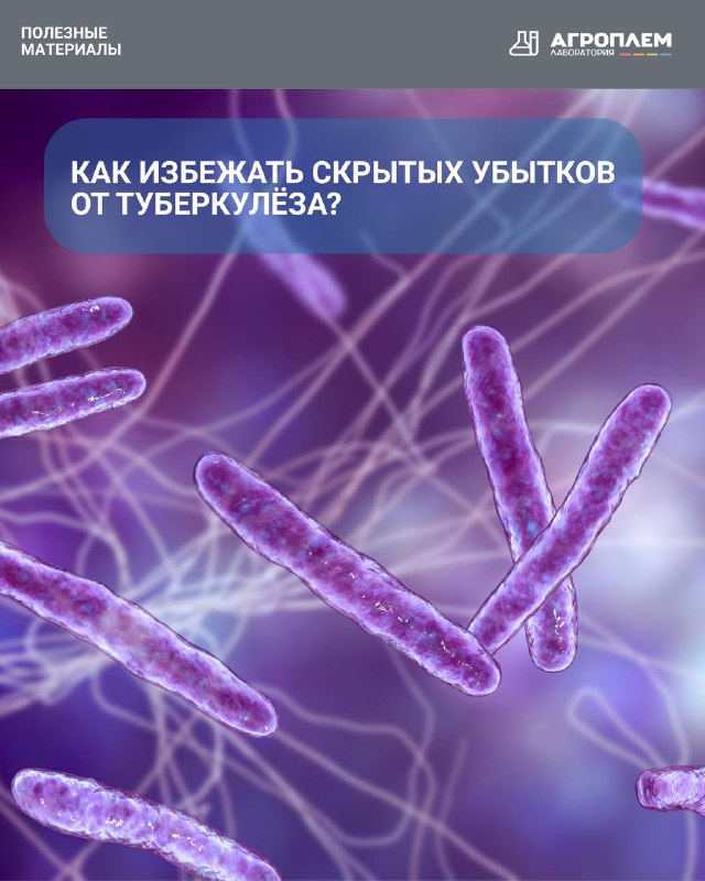 Как избежать скрытых убытков от туберкулеза?