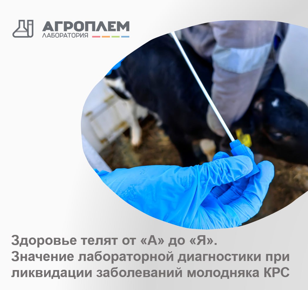 Здоровье телят от «А» до «Я». Значение лабораторной диагностики при ликвидации заболеваний молодняка КРС