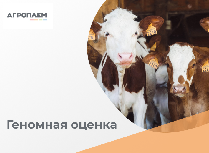 Как работает геномная оценка?