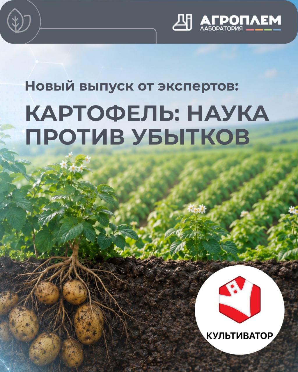 «Картофель: наука против убытков» — новый выпуск с участием эксперта «Агроплем»