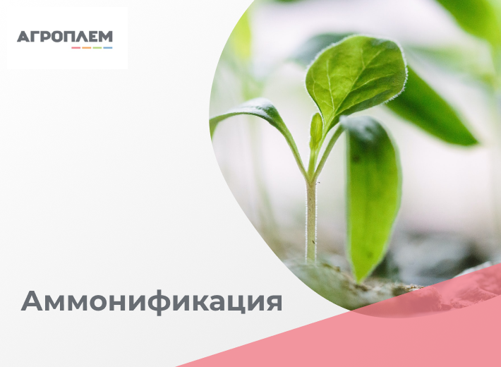 Аммонификация