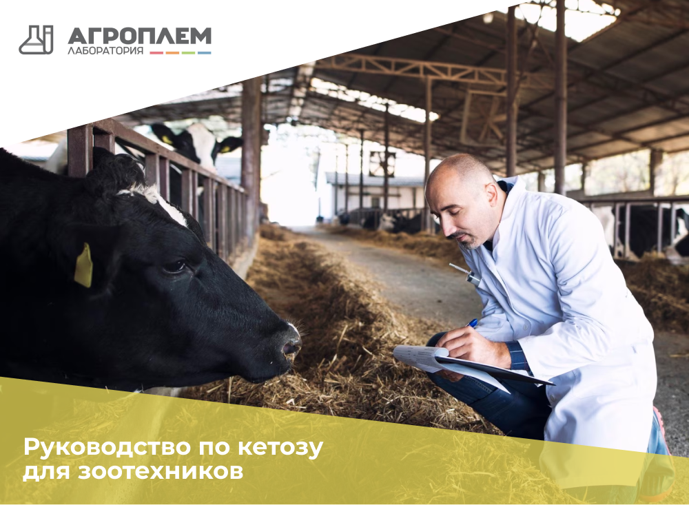 Руководство по кетозу для зоотехников