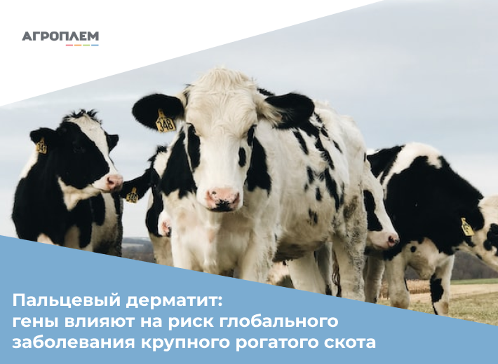 Пальцевый дерматит: гены влияют на риск глобального заболевания крупного рогатого скота