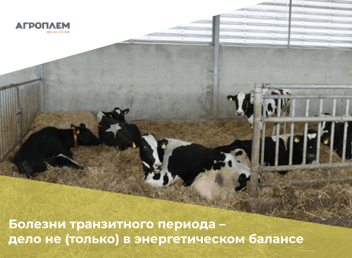 Болезни транзитного периода – дело не (только) в энергетическом балансе