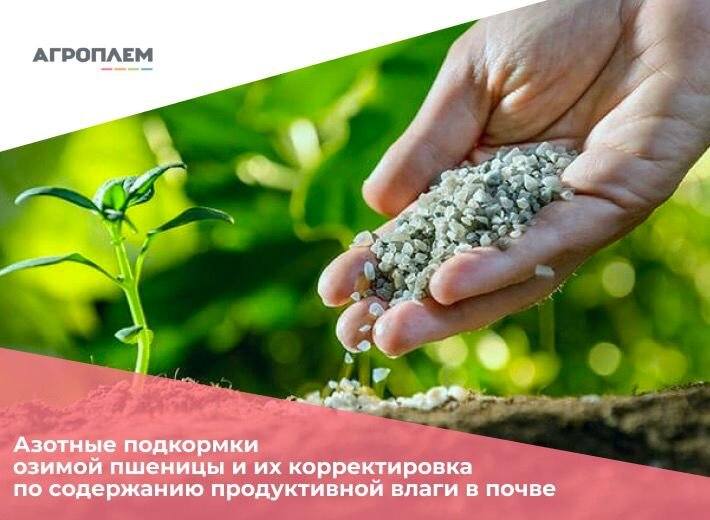 Азотные подкормки озимой пшеницы и их корректировка по содержанию продуктивной влаги в почве