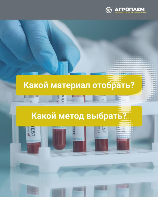 Какой материал отобрать? Какой метод выбрать? - отвечают ветеринарные эксперты «Агроплем»