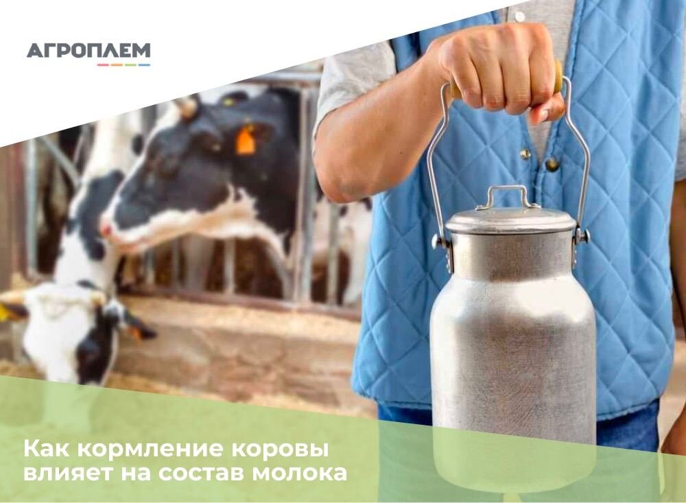 Как кормление коровы влияет на состав молока