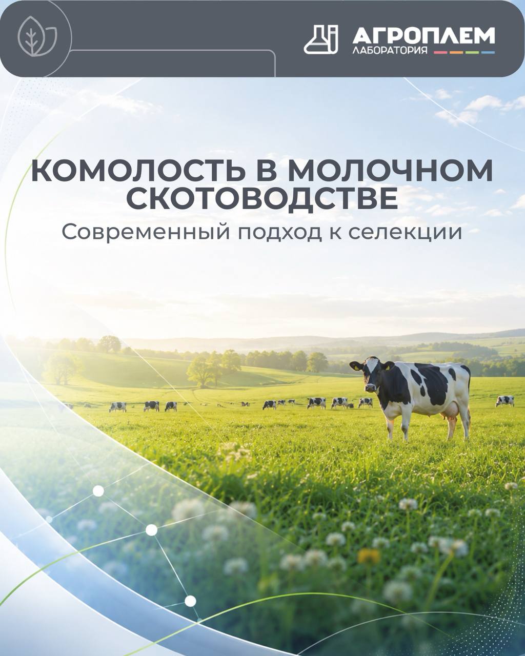 Милкньюс: Комолость в молочном скотоводстве: стратегический выбор или дань моде?